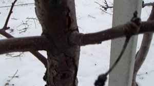 поврежденные растения яблони солнечный ожог и морозобой