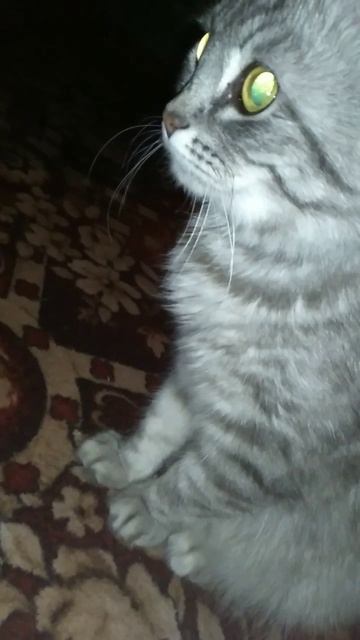 Серая Кошка со Сверкающими Глазами смотреть онлайн