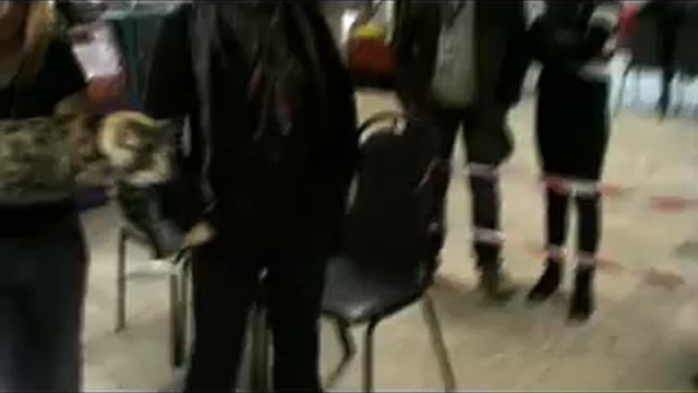 экспертиза АСК coons pro Bella смотреть онлайн