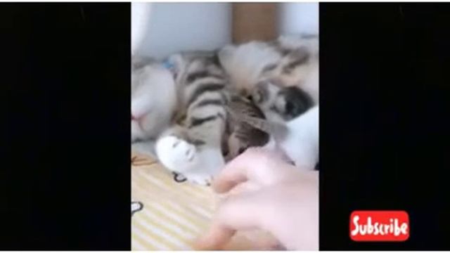 OMG!! Funniest Cat Video compilation in 2021| #FunnyPets смотреть онлайн