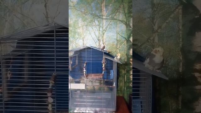 Корелла Никушка поёт смотреть онлайн