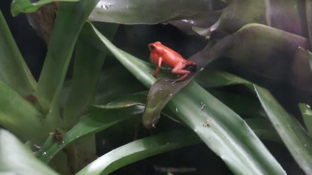 Oophaga pumilio "Bribri" 1.1 (male calling) смотреть онлайн