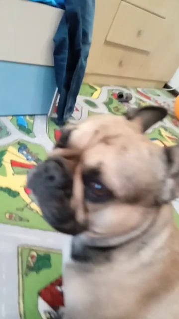 смотрите все чебурашку смотреть онлайн