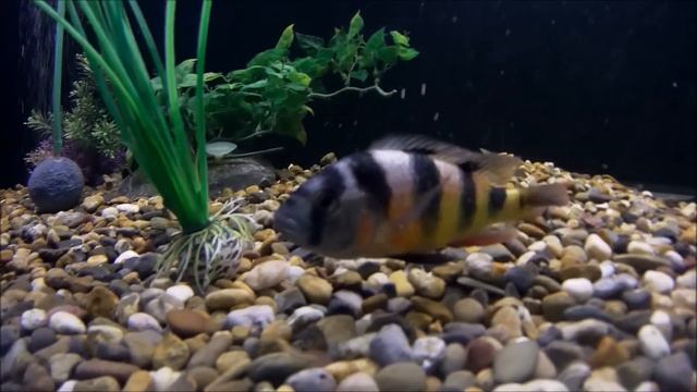 Zebra Obliquidens Male (one of my favorite Cichlids) смотреть онлайн
