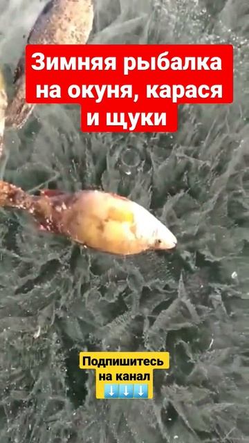Зимняя рыбалка на окуня, карася и щуки #shorts #shortsyoutube #shortsvideo #рыбалка #зимняя #badtea смотреть онлайн