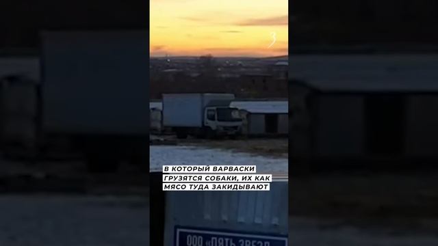 Зоозащитники атаковали приют для собак в Чите смотреть онлайн
