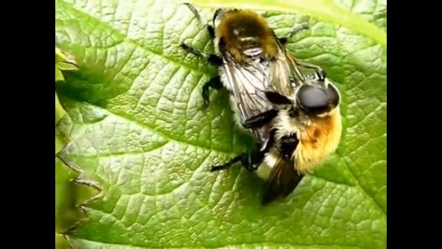 L'Amour qui fait mouche ! смотреть онлайн