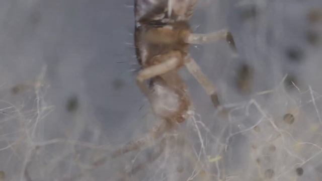Pogonognathellus springtail eating mold смотреть онлайн