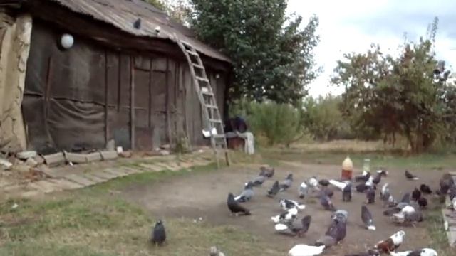 Голубка стоит над хатой. смотреть онлайн