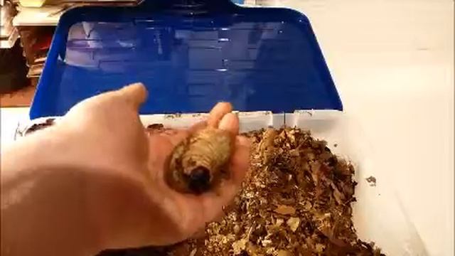 Käfer-Review #001 (Xylotrupes gideon sumatrensis) смотреть онлайн