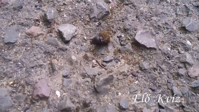 Ganajtúró bogár (Scarabaeidae) munka közben. смотреть онлайн
