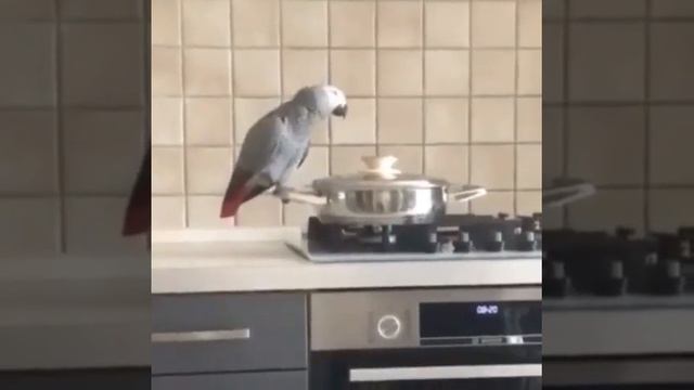 Жако говорит сидя на кастрюле смотреть онлайн