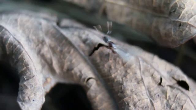 Hypoponera opacior nuptial flight смотреть онлайн