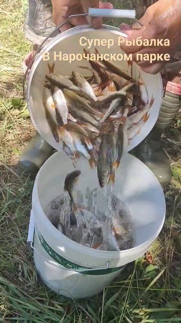 Рыбалка в Нарочанском парке . #рыбалка #нарочь #fish #fishing #плотва #рыбалка2023 смотреть онлайн