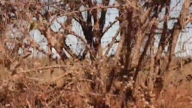 Eferson - Elo de Mar (Homenagem a Elomar Figueira Mello) смотреть онлайн