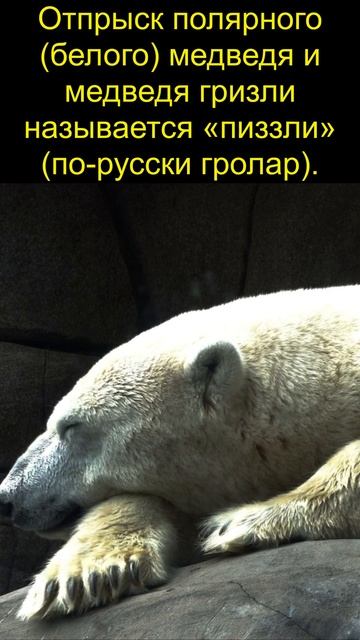Отпрыск полярного (белого) медведя и медведя гризли называется «пиззли» (по-русски гролар). смотреть онлайн