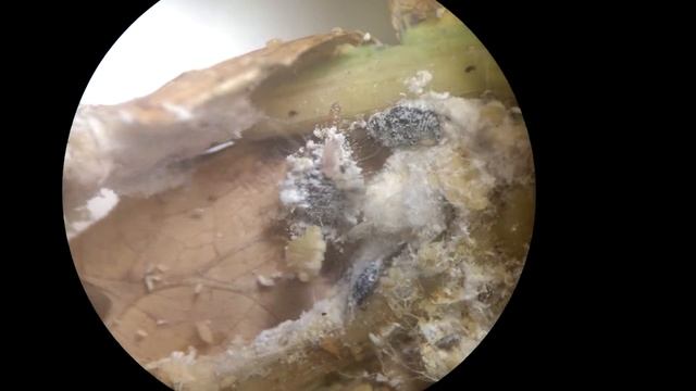 Predator P. manihoti смотреть онлайн