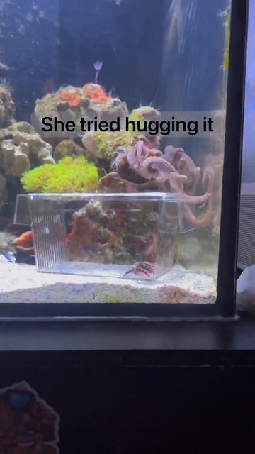 Can a crab outsmart an octopus? смотреть онлайн
