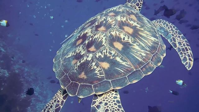 BEAUTIFUL UNDERWATER world Full HD video | relaxing music | fish and turtles in the ocean PIANO смотреть онлайн