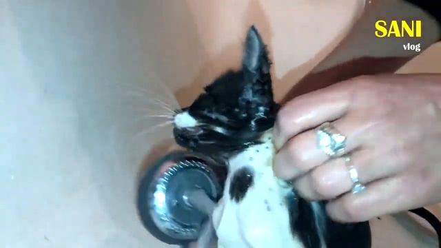 Spasenie Kotenka Kotenok I Et Dom Sani Vlog