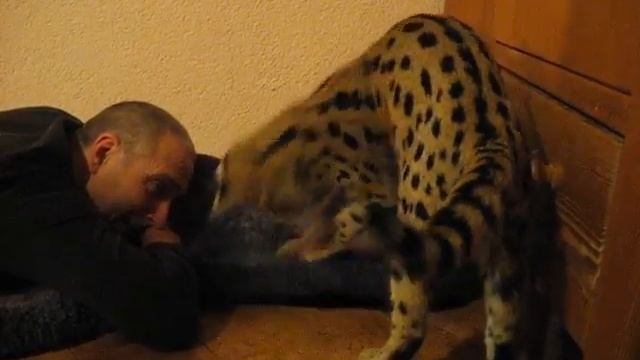 Serval on the back . (Serval turnt auf Rücken) - Servalkatze.de смотреть онлайн