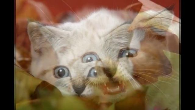 Cute Animals - funny kittens смотреть онлайн