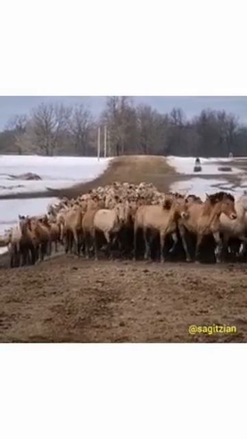 табун. Хасан Идиятуллин. апрель 21 год. смотреть онлайн