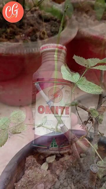 How to Control Spidermite 🕷️ in Rose🌹 #shorts #trending #viral смотреть онлайн