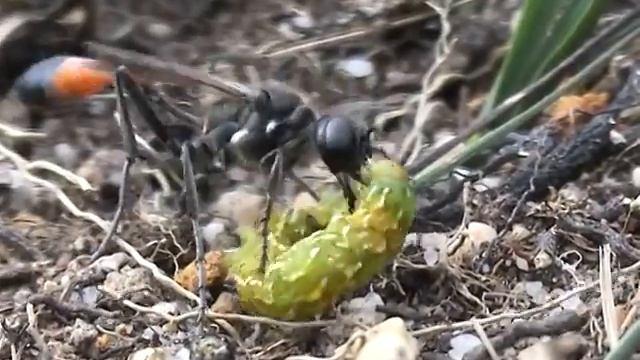 Sand Wasp Ammophila sabulosa stinging prey смотреть онлайн