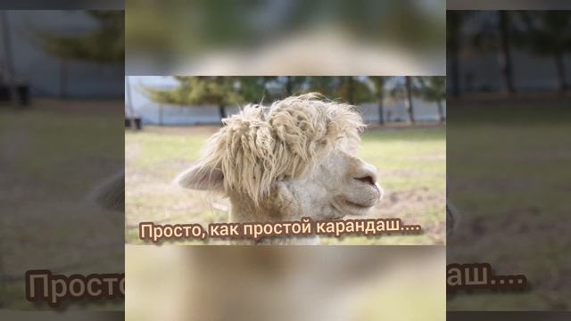 философия альпаки смотреть онлайн