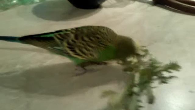 Кеша кушает зелень смотреть онлайн