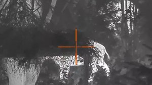 охота на кабана с вышки 2024.mp4