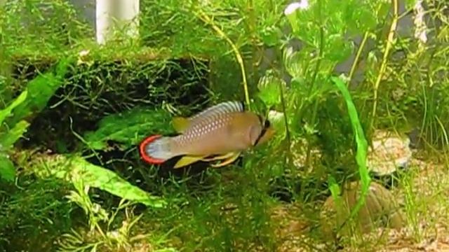 Apistogramma panduro смотреть онлайн