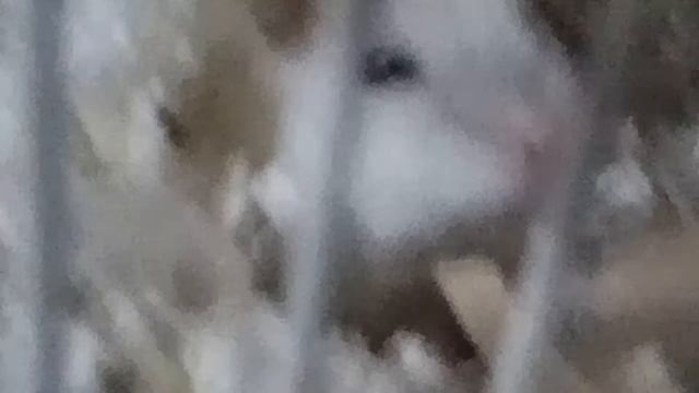 Хомяки / Как они живут? смотреть онлайн