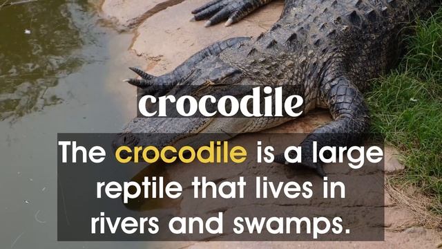 Reptiles English vocabulary with examples of usage. Beginner level. #vocabulary #reptiles смотреть онлайн