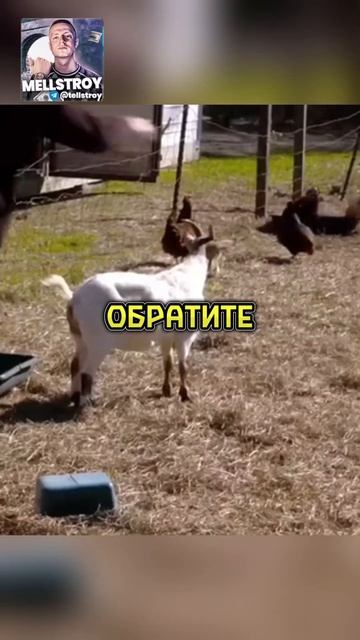 Их называют - обморочные козы🐐 #shorts смотреть онлайн