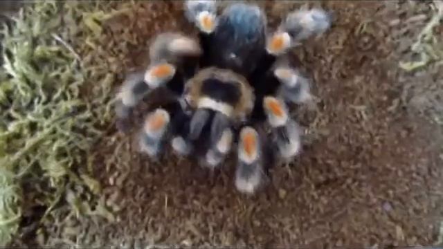 Brachypelma Smithi Feeding Video смотреть онлайн