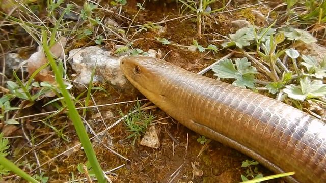 Scheltopusik oder Panzerschleiche (Pseudopus apodus) смотреть онлайн
