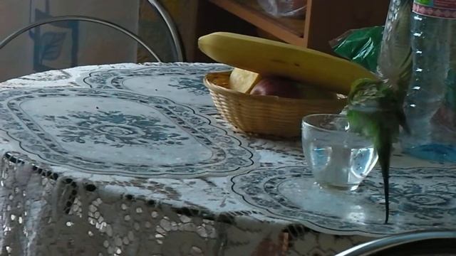 Попугай купается в чашке! смотреть онлайн