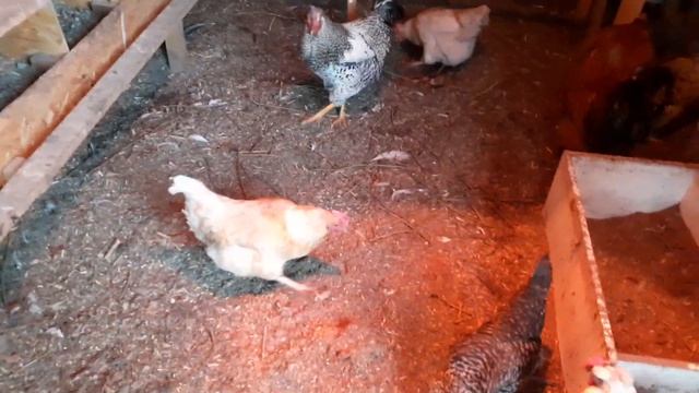 курочки хорошо несутся и это радует... смотреть онлайн