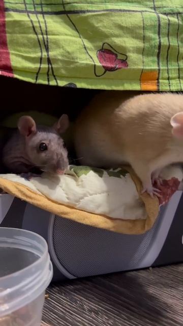 Мои крыски #rat #pets #крысадамбо #крыса смотреть онлайн