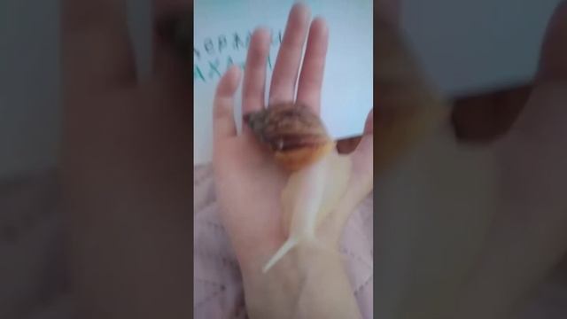 + и - содержания улиток ахатин 🐌 🐚 смотреть онлайн
