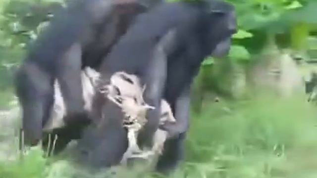 Смешные обезьяны смотреть онлайн
