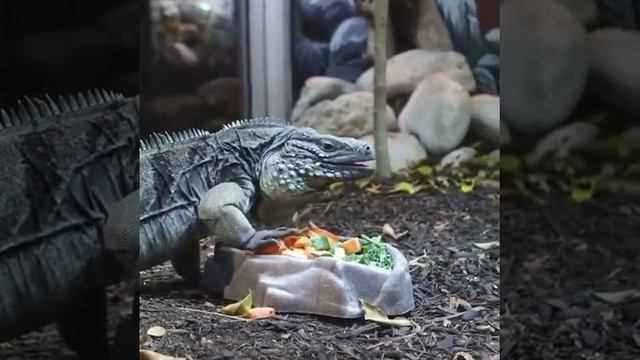 Grand Cayman Blue Iguana Enjoys a Snack! 🦎🦎🦎 смотреть онлайн