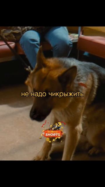 Может разговаривать с животными 🤣 #кино #сериал #shorts смотреть онлайн