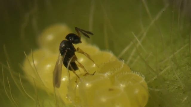 Telenomus Podisi 720p смотреть онлайн