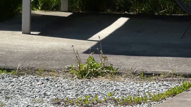 Paired Oriental Greenfinches Eat Dandelion Seeds カワラヒワ♀♂がセイヨウタンポポの種子をついばむ駐輪場（野鳥） смотреть онлайн