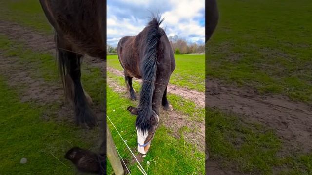 Cotebrook Shire Horses🐴 #shorts #travel #nature #horse #animals #life #moments #beautiful #relaxing смотреть онлайн