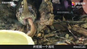 РОЖДЕНИЯ АНАКОНДЫ. УУУАУ!