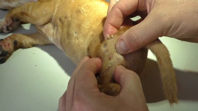 The Average Mangoworm Puppy